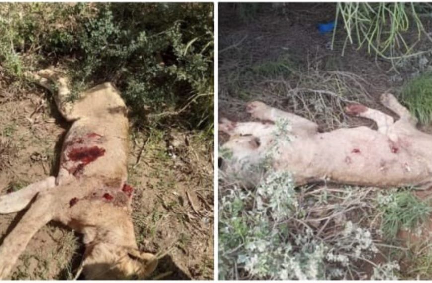 Governor Lenku Concerned Over Elephant Trophy Hunting in Kenya-Tanzanian Border » Capital News