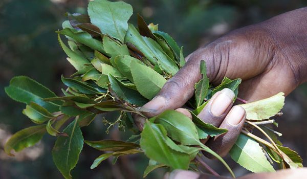 Embu court suspends implementation Of Muguka Ban » Capital News