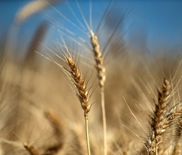 Punjab Farmers Threaten Protests Over Wheat Procurement and Prices » Capital News