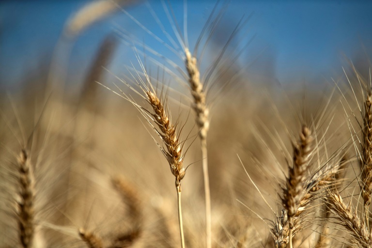 Punjab Farmers Threaten Protests Over Wheat Procurement and Prices » Capital News