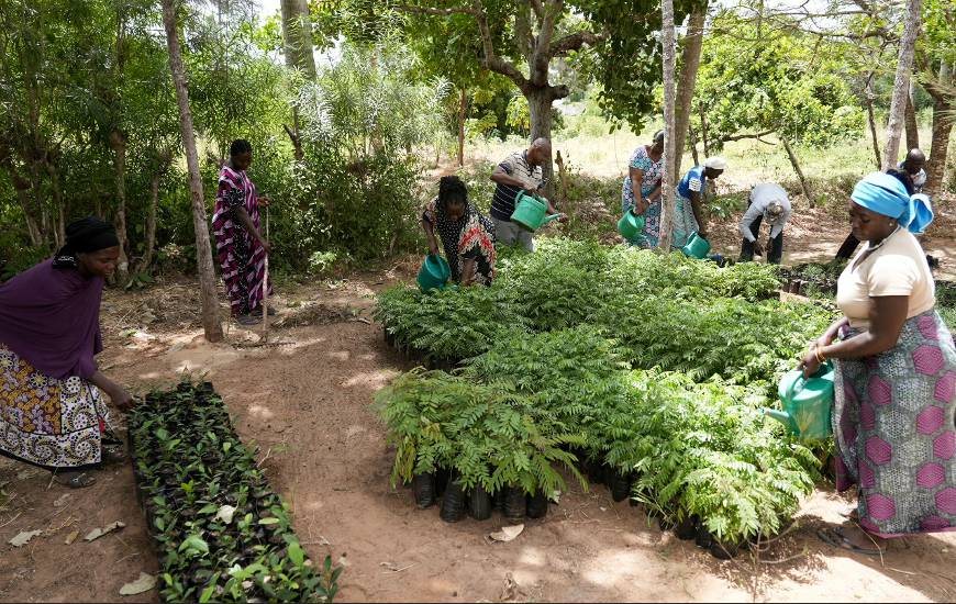 Tree Planting Initiative by Learners in Kilifi offers Lifeline to threatened Coastal Forest » Capital News