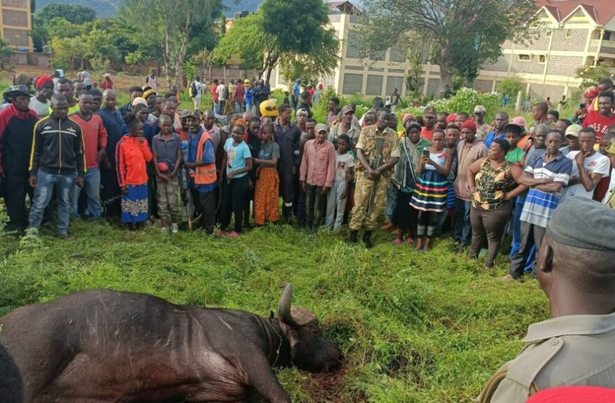 Stray buffalo kills man aged 60 in Voi town » Capital News