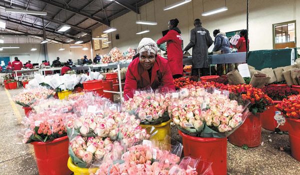 Toiling on a Kenyan flower farm to send fresh roses to Europe » Capital News