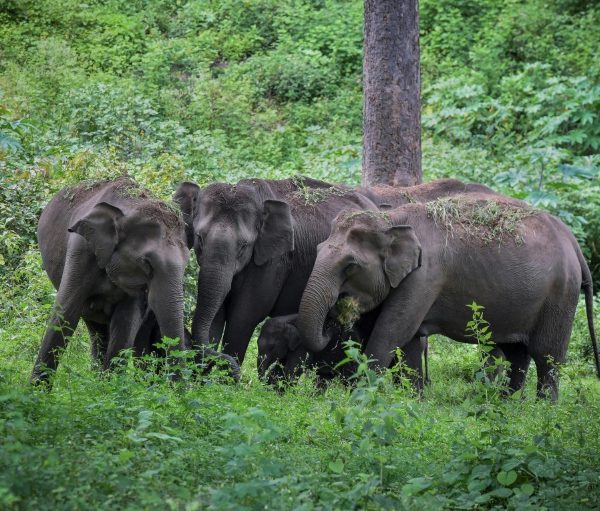 Tanzanian army develops “thunder flash” for driving away marauding elephants » Capital News