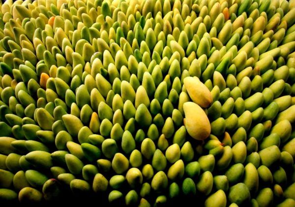 Mango harvest underway in Hainan