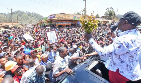 Ruto tasks Kilimo House to lead consultations on Muguka Regulations » Capital News