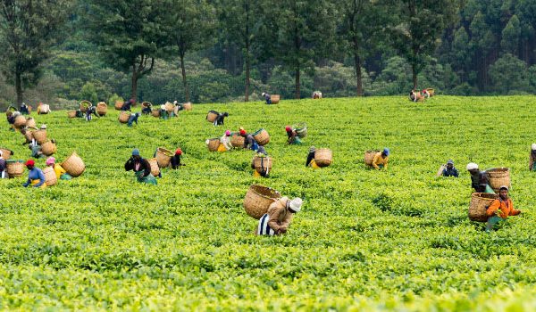 Tea factories in Gusii region gear up for polls » Capital News