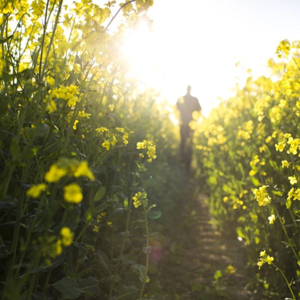 Committed to a Healthier Future for People and the Planet with Canola Oil » Capital News