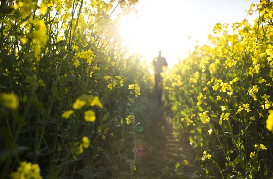 Committed to a Healthier Future for People and the Planet with Canola Oil » Capital News