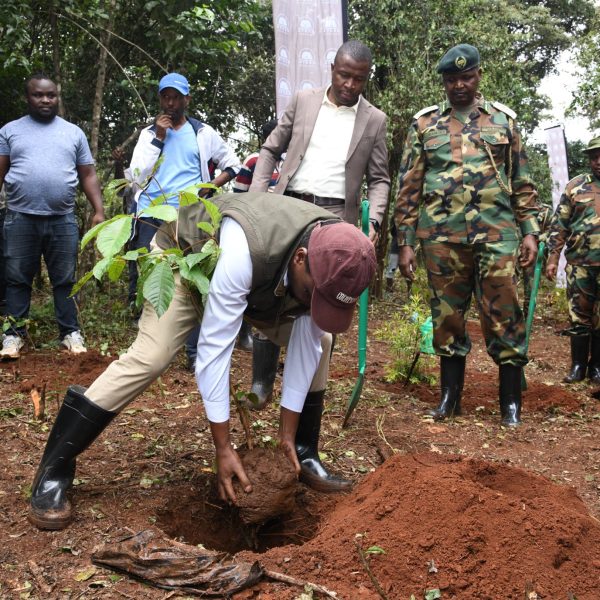 Govt eyes to plant one billion trees Friday