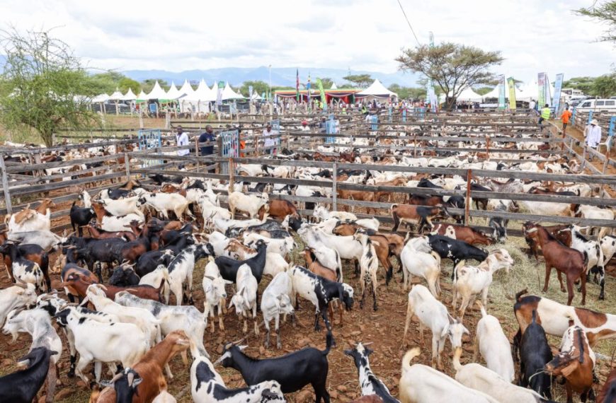 Govt to set up 450 more feedlots in efforts to increase meat production » Capital News