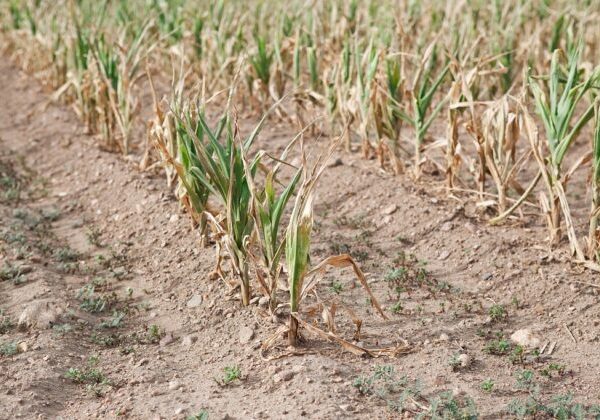 China adds funds to agricultural disaster prevention