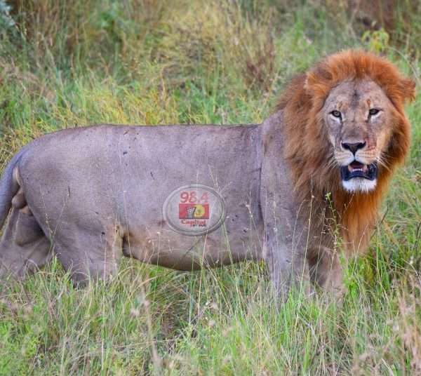A Glimpse into the Tsavo National Parks » Capital News