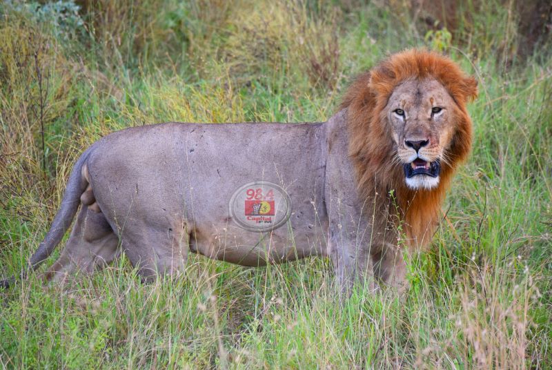 A Glimpse into the Tsavo National Parks » Capital News