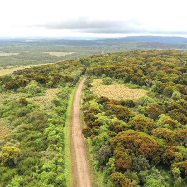 Nyeri Court extends conservatory order on Aberdare National Park highway project