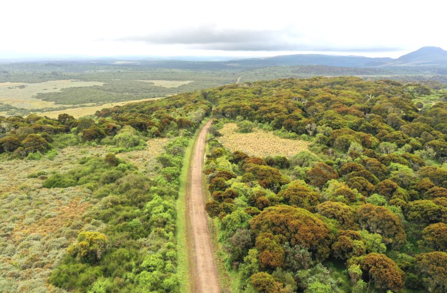 Nyeri Court extends conservatory order on Aberdare National Park highway project