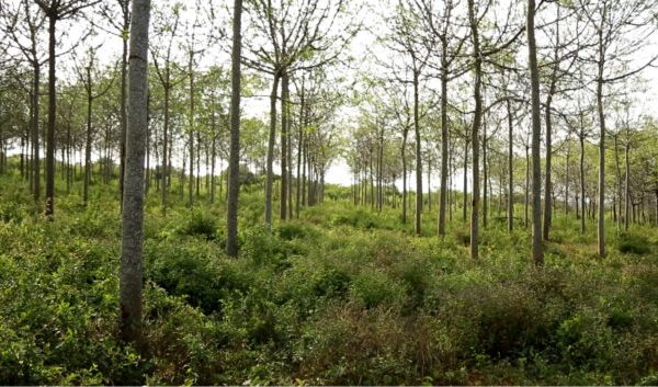 Kenya partners with Japan to promote sustainable forest management, climate resilience » Capital News