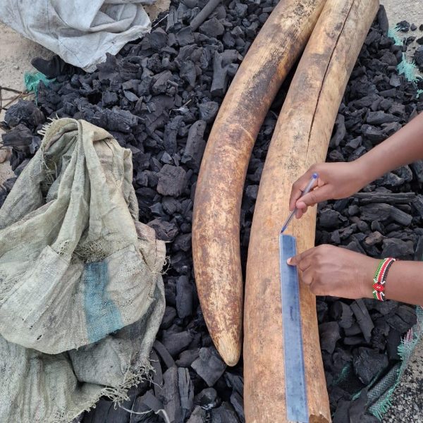Community tip-off leads to arrest of six wildlife traffickers
