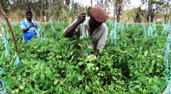 Agricultural sector among big winners in new budget » Capital News