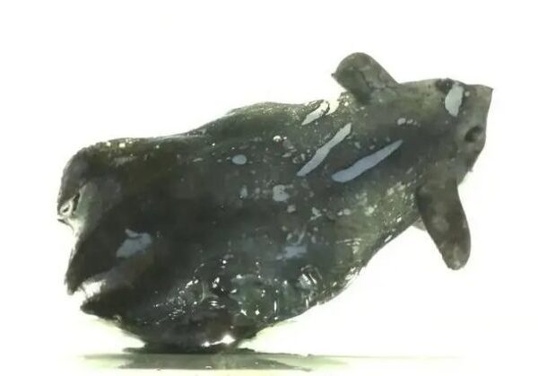 Chinese researchers find new vampire squid species