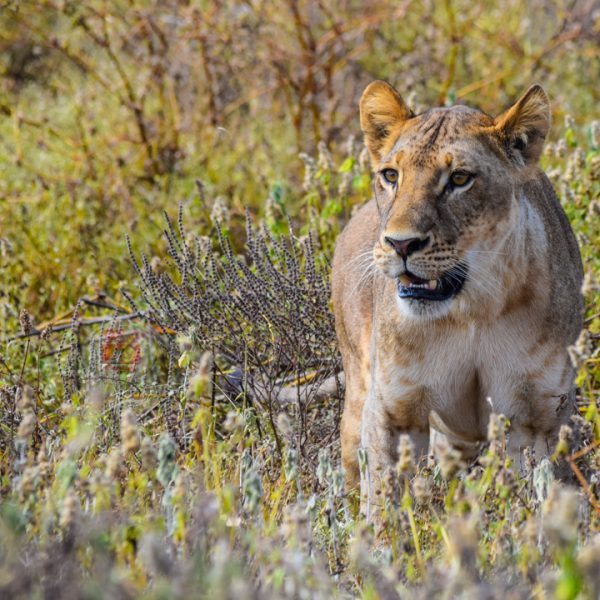 Ugandan lions’ 1.5km dash across water a drive to find mates: study » Capital News