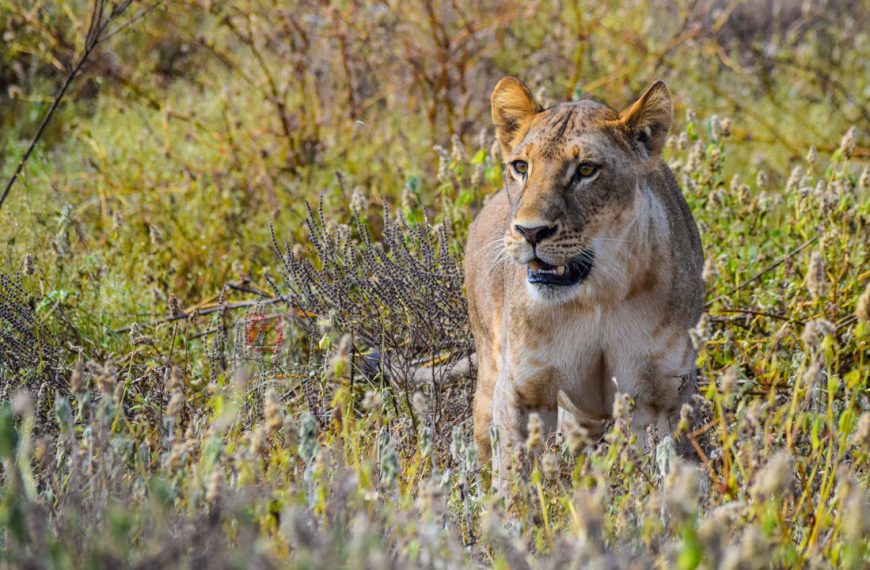 Ugandan lions’ 1.5km dash across water a drive to find mates: study » Capital News