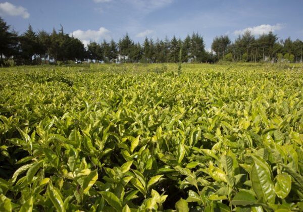 LSK calls for Chebochok’s resignation as Tea factory Director » Capital News