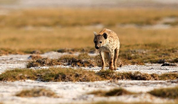 Man-eating hyenas of Juja estates, Kiambu, to be driven out » Capital News