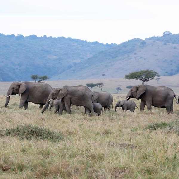 Kenyan campaigners urge for enhanced protection of transboundary super tusker elephants » Capital News