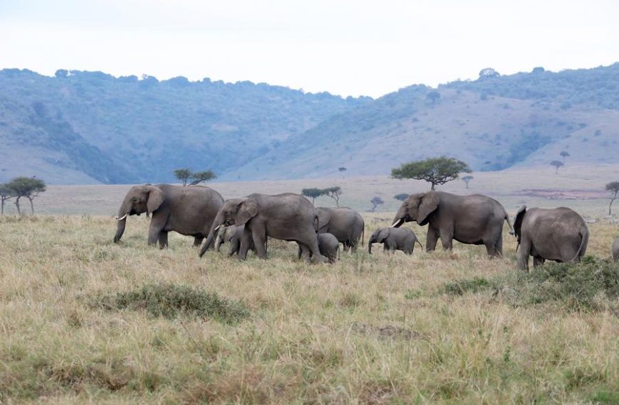 Kenyan campaigners urge for enhanced protection of transboundary super tusker elephants » Capital News