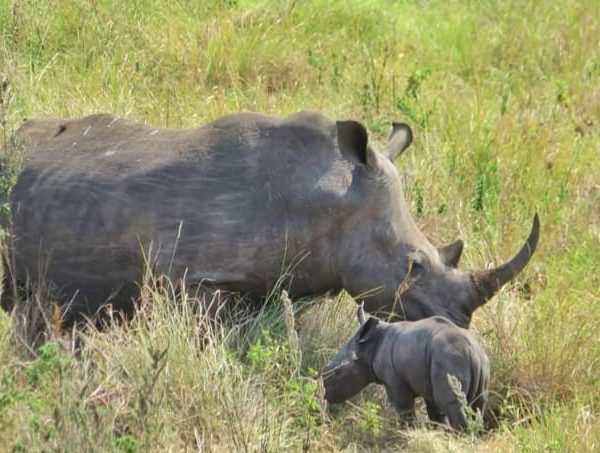 Rhino Day: Kenya’s population thrives amid global conservation efforts