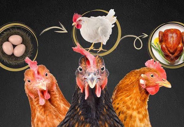 Why It’s Time to Know Where Our Food Comes From » Capital News