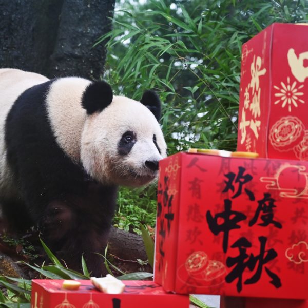 Giant pandas ‘celebrate’ Mid-Autumn Festival in Sichuan » Capital News