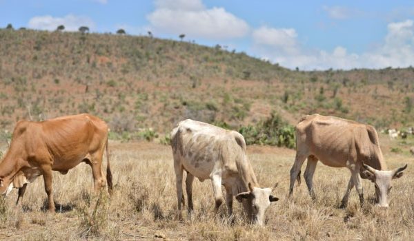 5 Killed in Ethnic Clashes over Cattle Rustling along Nakuru-Narok Border » Capital News