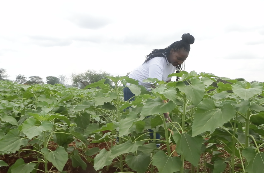 Solar-powered irrigation drives shift to ecopreneurship in Kenya » Capital News