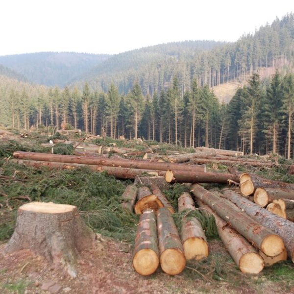 KFS Defends Tree Removal in Karura Forest, Citing Routine Conservation Efforts » Capital News