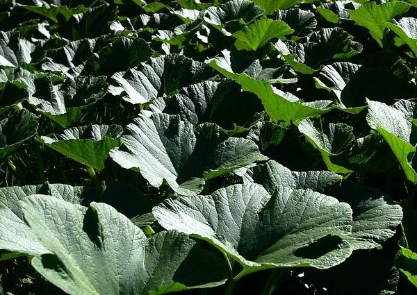 Protection of indigenous crops, vegetables key to hunger eradication » Capital News