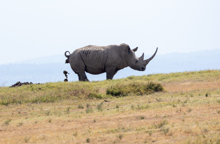 World Toilet Day 2024: Uncovering Rhino Restroom Secrets!