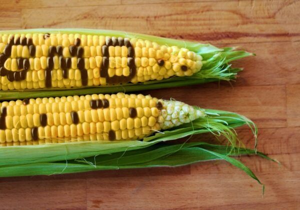 NBA to go after unregistered GMO handlers » Capital News