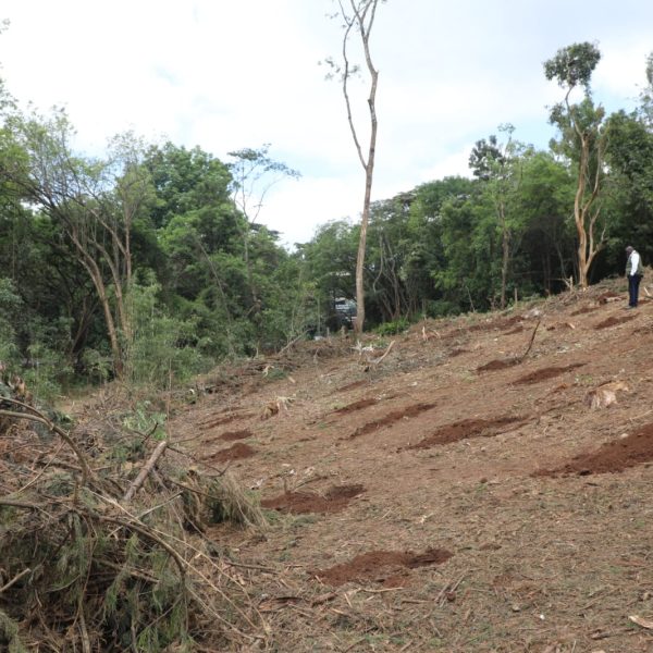 Kalua Green Protests Use of Karura Forest For Road Expansion, Calls for Eco-Friendly Strategies » Capital News