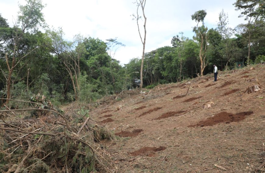 Removal of exotic trees from Karura Forest routine protocol: KFS » Capital News