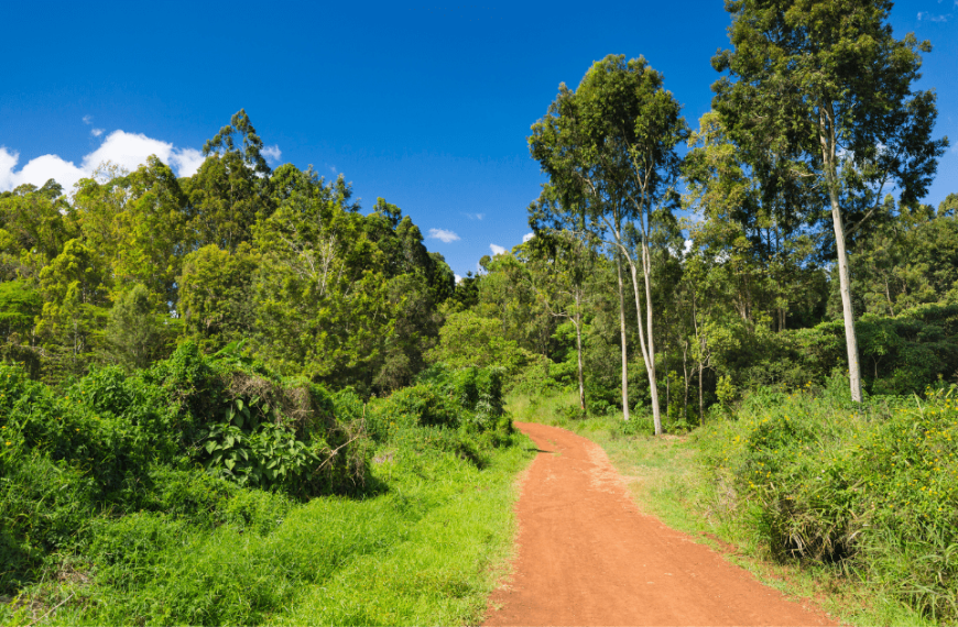 KFS defends tree harvesting in Karura as part of forest restoration plan