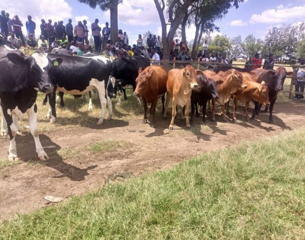 Impose Quarantines for Livestock Disease Control- African Countries urged » Capital News