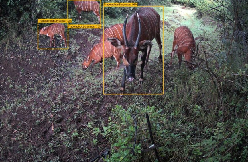 Mount Kenya Wildlife Conservancy Partners with Chester Zoo to Save Critically Endangered Mountain Bongo » Capital News