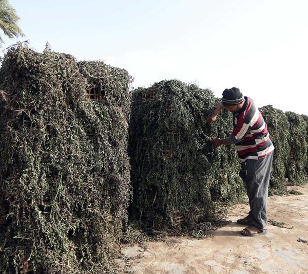 Egypt’s ancient herbs bloom into promising modern industry » Capital News
