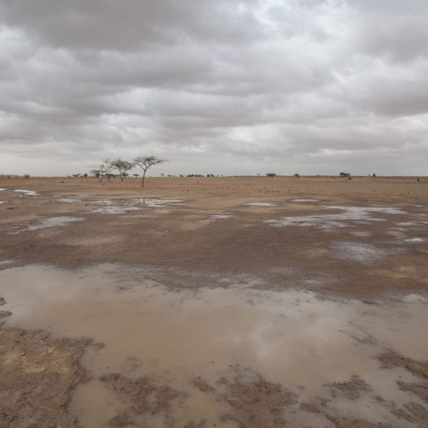 FAO Champions Agricultural Land Restoration at UNCCD COP16 to Address Food Security and Sustainability » Capital News
