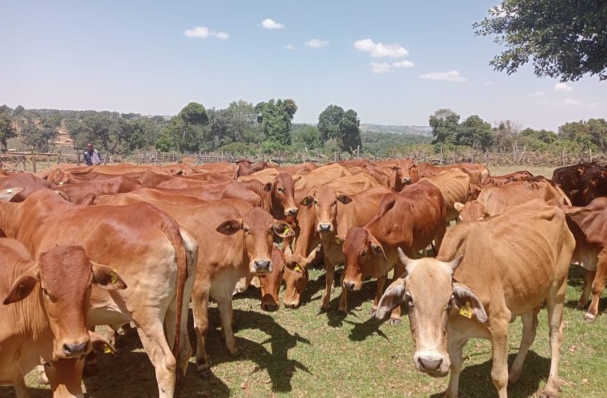 Kindiki expounds further on controversial livestock vaccination