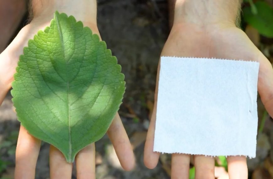 The people growing their own toilet paper » Capital News