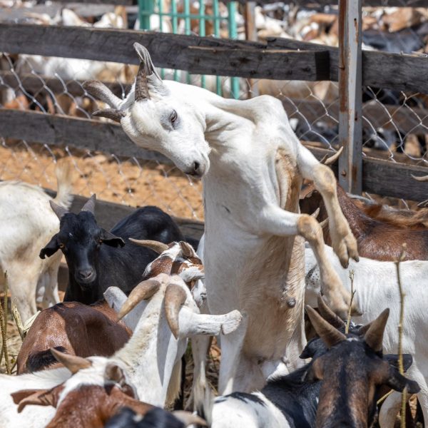 Kenya Launches Nationwide Livestock Vaccination to Combat FMD and PPR » Capital News