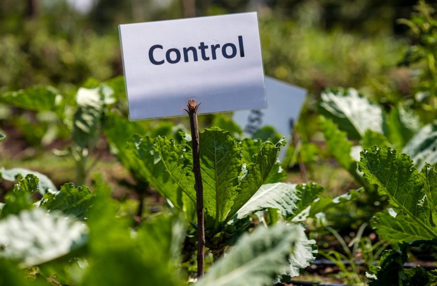How Kenyan Youth Are Redefining Farming » Capital News